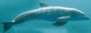 dolphin_baby.jpg
