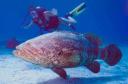 goliath_grouper.jpg