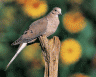 dove.gif