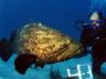 goliath_grouper2.jpg