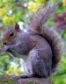 grey-squirrel.jpg