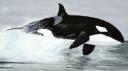 orca.jpg