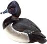 duck.jpg