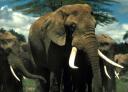 elephants.jpg