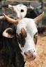 nuisance_bull.jpg
