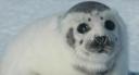 seal.jpg