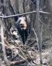bear_fire.jpg