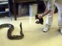 snake_rabbit.jpg