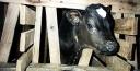 veal_calf.jpg