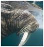 walrus.jpg