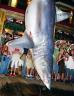 shark-destin-101507.jpg