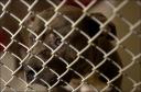 dog_milton_nov07b.jpg