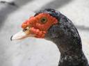 muscovy2.jpg