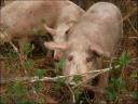 pigs_accident.jpg