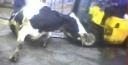calif_downed_cow.jpg