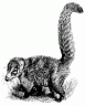coatimundi.gif
