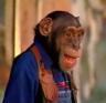 rosaire-zoppe_chimp4.jpg