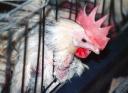 battery-cage.jpg