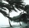 hurricane_trees2.jpg