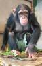 jungle-island_chimp.jpg
