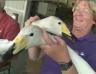 lake-eola_swans-arrival-airport2.jpg