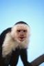 capuchin.jpg