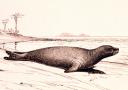 caribbean-monk-seal.jpg