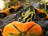 turtle2.jpg