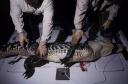 gator-hunt.jpg