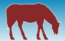 horse.jpg