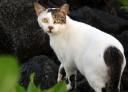 cat_feral.jpg