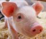 piglet.jpg