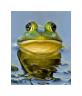 pig-frog1.jpg