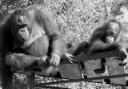 orangutans.jpg