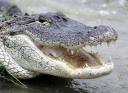 gator.jpg