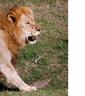 lions.jpg