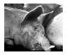 pigs.jpg