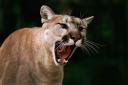cougar2.jpg