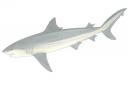 shark.jpg