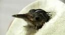 bird_glue-trap.JPG
