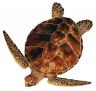 loggerhead.jpg