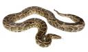 python.jpg