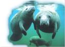 manatees.jpg