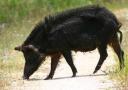 wild-pig.jpg