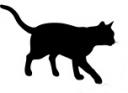 cat.jpg