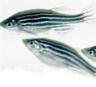 zebrafish.jpg