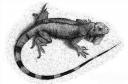 iguana.jpg