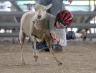 mutton-busting_south-florida-fair09d.jpg