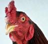 chicken.jpg
