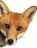 fox-red.jpg